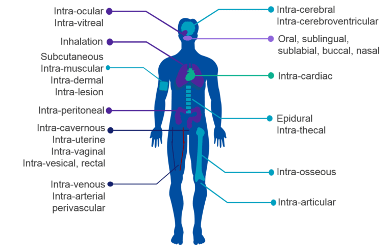 drug delivery routes explained by Avanti Europe AG