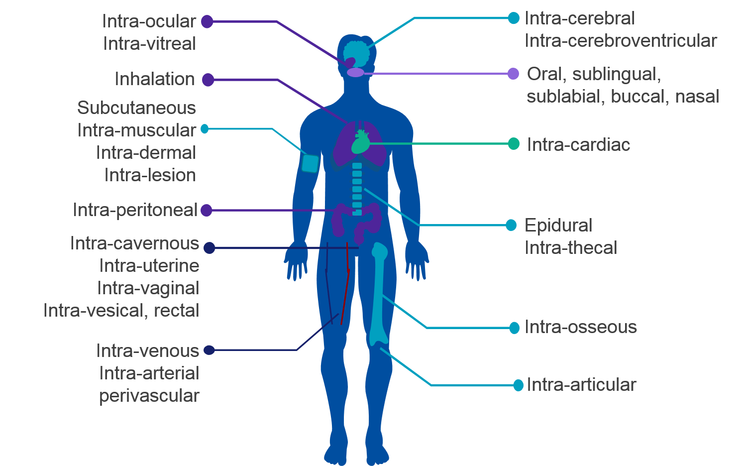 Injection Routes Of Administration